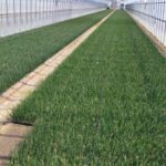 2026年産玉ねぎ定植してます！