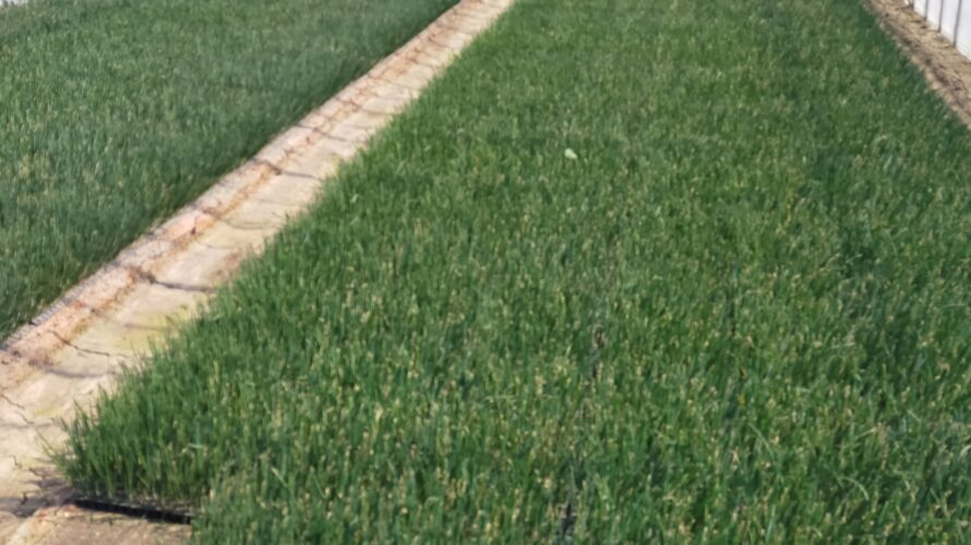 2026年産玉ねぎ定植してます！