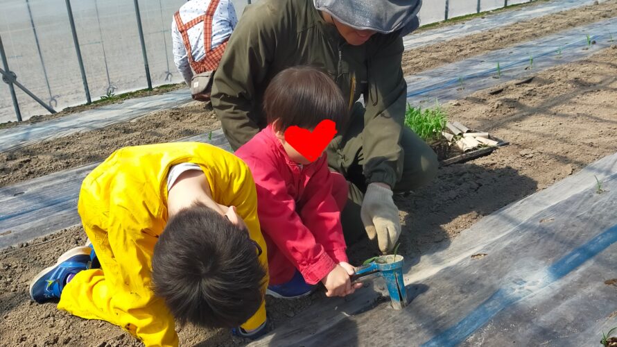 とうもろこし植えました