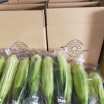 2026年産白いとうもろこし「Rinomi」初出荷しました